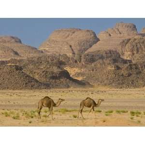 Camels in the Sahara Desert, Tassili NAjjer, Algeria, North Africa 
