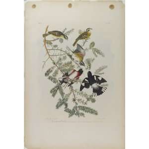   John James Audubon   24 x 36 inches   Rose breasted
