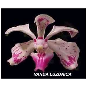 Vanda luzonica 303S Grocery & Gourmet Food