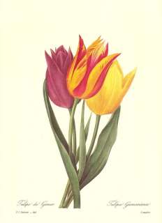 Redoute Botanical Print #141   Tulip Trio  