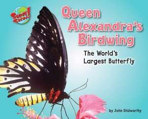   Queen Alexandras birdwing The Worlds Largest 