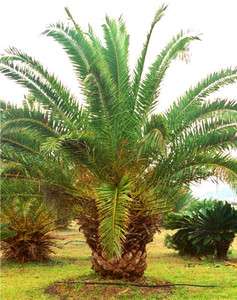 Pineapple Palm / Canary Island Date Palm 5 seeds  