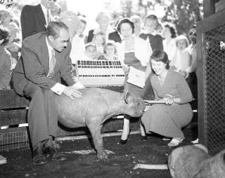   photo of a new baby rhino being admired at the Brookfield Zoo near