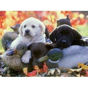  Black, Yellow and Chocolate Labrador Pups Resting on Duck 