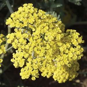  Achillea Moonshine Patio, Lawn & Garden