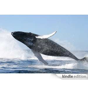 Start reading Humpback Whale  Don 