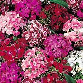 Only Heirlooms Sweet William Tall Mix 240 Flower Seeds  