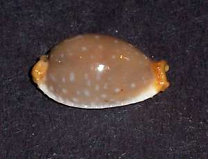 Seashell   Cypraea limacina interstincta Wood 1828  