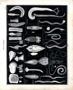1843 OKEN LITHOGRAPH FOLIO worms, tape worm, white worm,   