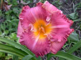 NEW HYBRID bare root perennial DAYLILY wholesale offering ~ by Brad 