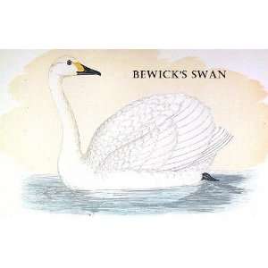  Birds Bewicks Swan Sheet of 21 Personalised Glossy 