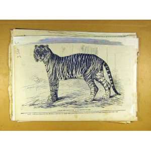   Junglar Fighting Tiger King Oude Wild Animal Print
