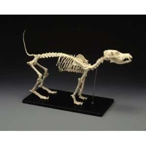 Canine Skeleton, Standard Size  Industrial & Scientific