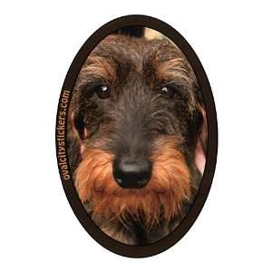 Dachshund (Wirehaired) Sticker