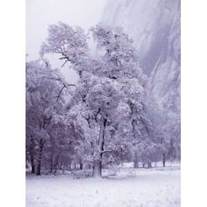  Winter Landscape,Yosemite National Park, California, USA 