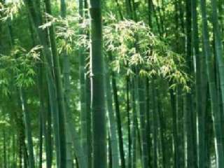 Moso bamboo + Phyllostachy pubescens~~~50 seeds  