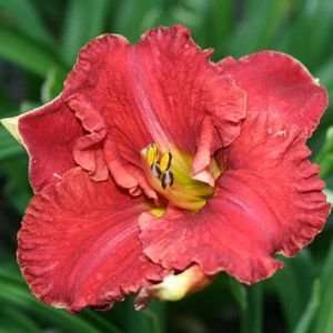  DAYLILY 24/7 ARUBA RED / 1 gallon Potted Patio, Lawn 