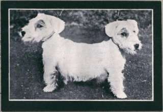 Vintage Two Headed Sealyham Terrier Dog Photo Print  