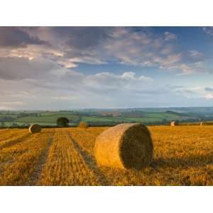 Hay Bales in a Field Near Easington, Mid Devon, England Photographic 