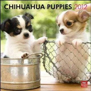 Chihuahua Puppies 2012 Wall Calendar 12 X 12 by Unknown