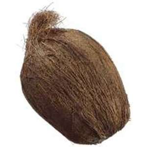  Artificial Weighted Coconut   7