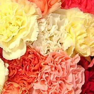 Send Fresh Cut Bulk Flowers   400 Assorted Carnations Wholesale 