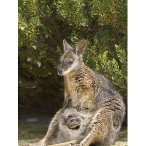  Tammar Wallaby, Flinders Chase National Park, Kangaroo 