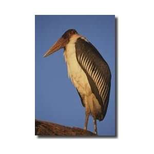  Marabou Stork Giclee Print