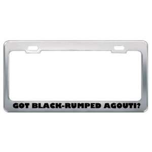 Got Black Rumped Agouti? Animals Pets Metal License Plate Frame Holder 