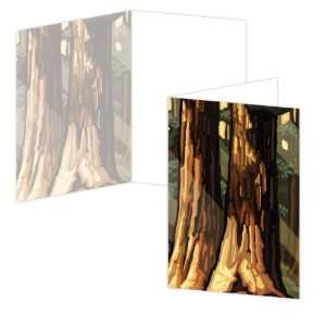 ECOeverywhere Sequoia Trees Boxed Card Set, 12 Cards and Envelopes, 4 