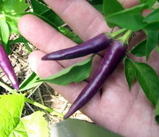 Purple Cayenne Pepper 4 Plants   Heirloom Variety  