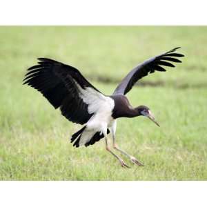  Abdims Stork Landing in a Field, Ngorongoro Crater 