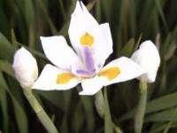 Fortnight Lily   African Iris (Dietes)   500+ SEEDS  
