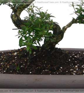 Snowrose Bonsai Flowering Pot Indoors Outdoors Real Old  