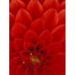  Red Dahlia Petals, Bellevue Botanical Garden, Washington 