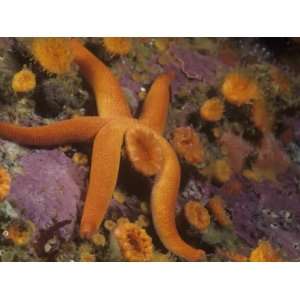  A Blood Sea Star, Henricia Leviuscula, and Cup Corals, Point 