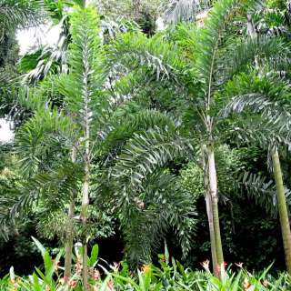 hard fissile wood used by Aborigines for spears. The common name 