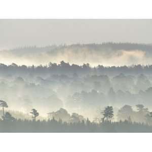 Ancient Pine Forest Emerging from Dawn Mist, Strathspey, Scotland, UK 