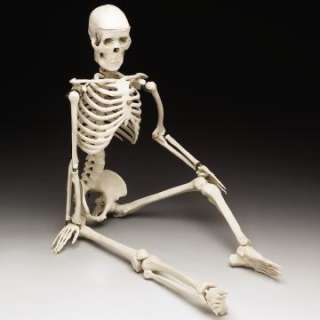 Human Skeleton/Skeletons 33.5 tall, Anatomical Model  