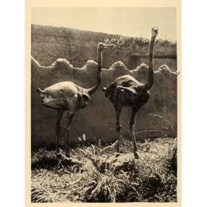  1930 Ostrich Borno State Nigeria Africa Photogravure 