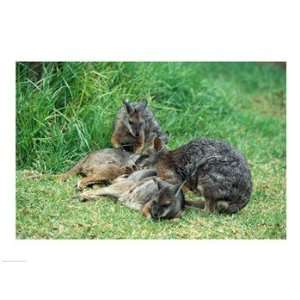  Tammar Wallabies Australia Poster (24.00 x 18.00)