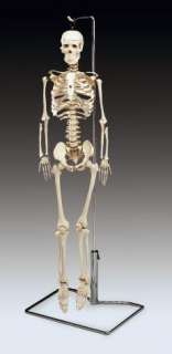 Flexible Spine Human Skeleton Anatomical Model 33 1/2  