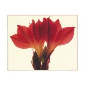 Amaryllis, Amaryllis Note Card by Carol Henry, 7x5