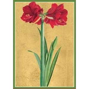   Red Amaryllis Box of 20 Cards and Envelopes