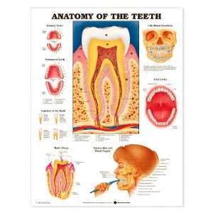   Anatomy Of The Teeth Anatomical Chart Laminated (In Stock) 9931PL1.5