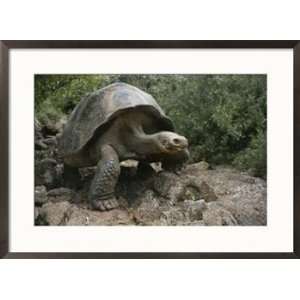  A Galapagos tortoise ambles over rocky terrain Framed Art 