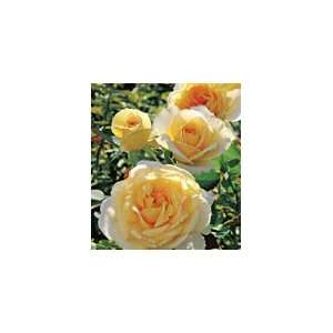  Southern Belle Rose Seeds Packet Patio, Lawn & Garden