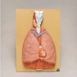 Somso(r) Human Thoracic Organs Model  Industrial 