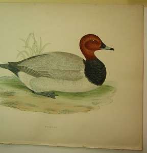 Beverly Morris British Game Birds Pochard Duck 1855  