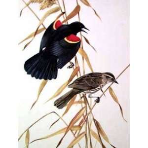  Red Winged Blackbird by Roger Tory Peterson. Size 12.00 X 